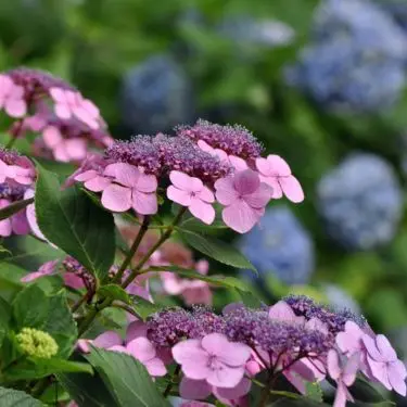 Hortensia - men hvilken hortensia?